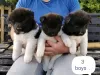 Photo №2 to announcement № 11284 for the sale of akita - buy in United Kingdom private announcement