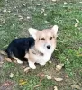 Photo №4. I will sell welsh corgi in the city of Валево.  - price - negotiated