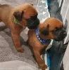 Additional photos: Boxer puppies for sale