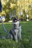 Photo №2 to announcement № 12106 for the sale of siberian husky - buy in Ukraine breeder