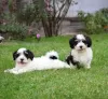 Photo №2 to announcement № 129629 for the sale of havanese dog - buy in Germany 