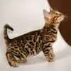 Photo №1. bengal cat - for sale in the city of Munich | Is free | Announcement № 129838