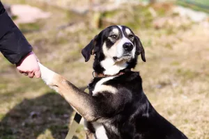 Additional photos: Stately, luxurious and magnificent dog looking for a home