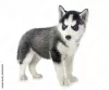 Photo №1. siberian husky - for sale in the city of Melton | 300$ | Announcement № 129415