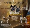 Photo №1. american akita - for sale in the city of Казахстан | 634$ | Announcement № 76768