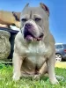 Photo №2 to announcement № 66043 for the sale of american bully - buy in Germany 