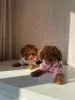 Photo №1. poodle (toy) - for sale in the city of Vaslui | negotiated | Announcement № 82362