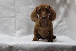 Additional photos: Dachshund miniature smooth-haired. The color is red. There are boys and girls