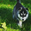 Additional photos: Siberian Husky puppy