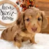 Photo №1. dachshund - for sale in the city of Sundsvall | 528$ | Announcement № 126612