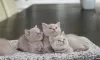 Photo №1. british shorthair - for sale in the city of Lintgen | Is free | Announcement № 119953