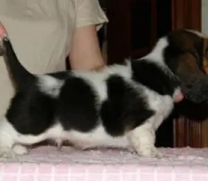 Photo №4. I will sell basset hound in the city of Kiev. from nursery - price - Negotiated