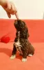 Additional photos: Lagotto Romagnolo puppies