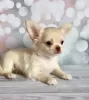 Photo №4. I will sell chihuahua in the city of Munich.  - price - 269$