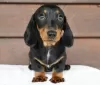 Photo №1. dachshund - for sale in the city of Chicago | 500$ | Announcement № 103799