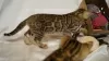 Photo №3. Elite Bengal Kittens. Russian Federation