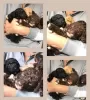 Additional photos: Our last stunning chocolate girl Toy poodle