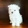 Photo №2 to announcement № 104798 for the sale of maltese dog - buy in Australia private announcement