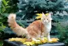 Photo №2 to announcement № 13973 for the sale of maine coon - buy in Ukraine from nursery, breeder