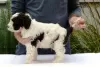 Additional photos: Lagotto Romagnolo, male puppies