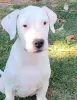 Additional photos: Dogo Argentino puppies