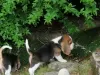 Photo №4. I will sell beagle in the city of Helsinki.  - price - 300$