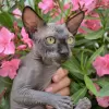 Photo №2 to announcement № 10414 for the sale of sphynx-katze - buy in Ukraine from nursery