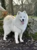 Additional photos: SAMOYED LOF BABIES - 2 MALES BORN 6/4/23