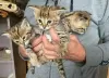 Photo №1. savannah cat - for sale in the city of Нокиа | 412$ | Announcement № 84197