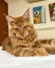 Additional photos: Maine coon