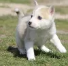 Photo №2 to announcement № 103448 for the sale of alaskan klee kai - buy in Cyprus 