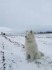 Additional photos: Samoyed puppies