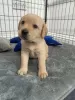 Photo №1. labrador retriever - for sale in the city of Beverley | 600$ | Announcement № 111706