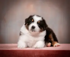 Additional photos: Puppies of the Australian Shepherd (Aussie) for sale