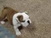 Additional photos: Available English Bulldogs puppies for sale.