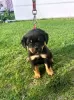 Additional photos: Rottweiler puppies