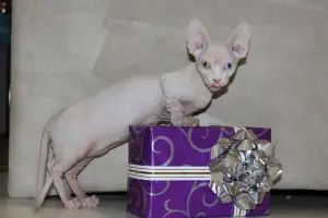 Photo №2 to announcement № 4697 for the sale of sphynx-katze - buy in Ukraine from nursery