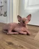 Photo №2 to announcement № 93316 for the sale of sphynx cat - buy in United States private announcement