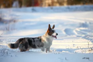 Photo №1. welsh corgi - for sale in the city of St. Petersburg | negotiated | Announcement № 5291