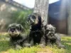 Photo №4. I will sell standard schnauzer in the city of Belgrade.  - price - negotiated