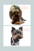 Additional photos: Yorkshire terrier