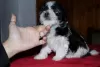 Additional photos: Havana Bichon (Havanese)