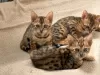 Photo №1. bengal cat - for sale in the city of Leverkusen | negotiated | Announcement № 126341