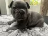 Photo №2 to announcement № 115039 for the sale of french bulldog - buy in United States private announcement