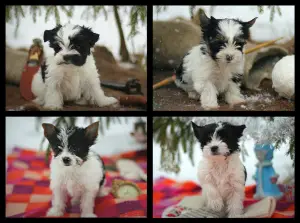 Additional photos: Beaver Yorkshire Terrier. Puppies