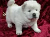 Photo №1. chow chow - for sale in the city of Ivancice | negotiated | Announcement № 96488