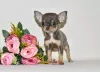 Additional photos: Real diamond. Miniature chihuahua girl.