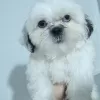 Photo №4. I will sell shih tzu in the city of Стамбул. private announcement - price - negotiated