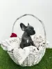 Additional photos: French bulldog puppies