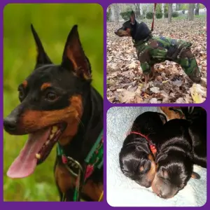 Photo №1. miniature pinscher - for sale in the city of Donetsk | 128$ | Announcement № 4106